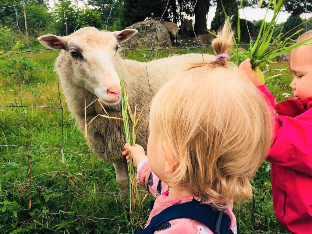Kaksi pikkutyttöä syöttää Ilorannan lampaille ruohoa Rantamäen aitauksessa.
