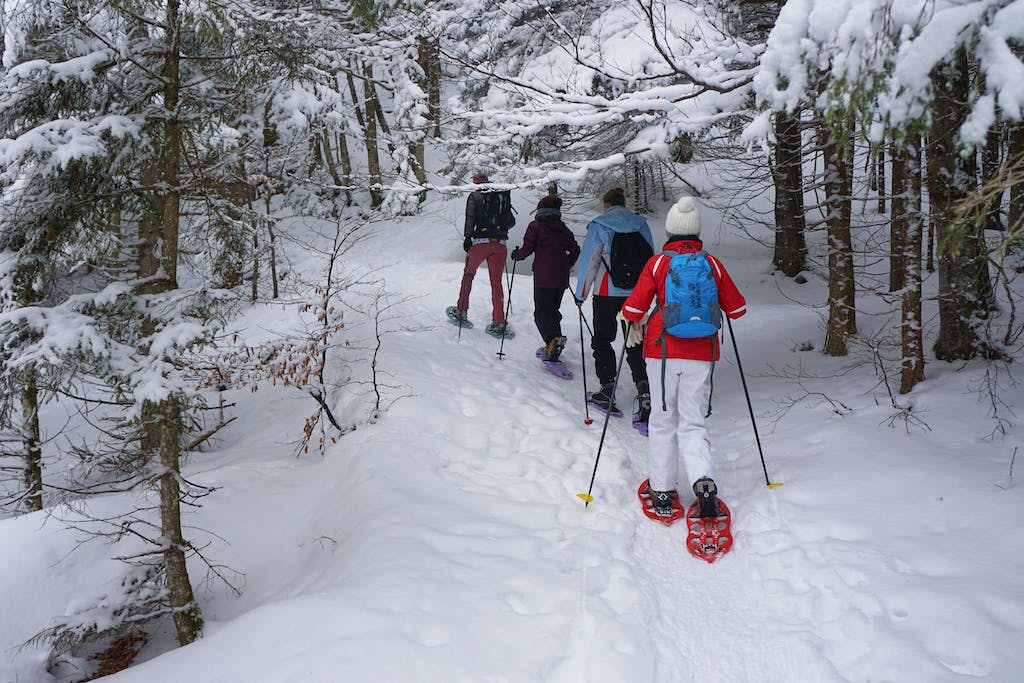 A group of people cross country skiing in the woods